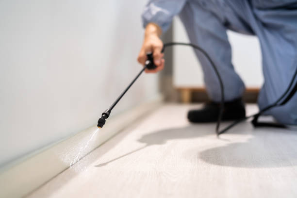 Licensed Termite Control service in George Mason, VA - Nex Pest Control