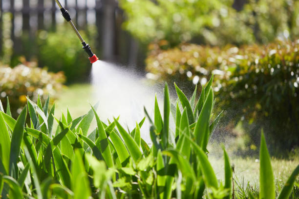 24/7 Emergency Termite Control experts in George Mason, VA